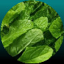 Ormus Minerals Magnesium Oil with Organic Peppermint Essential Oil Ormus Minerals Magnesium Oil with Organic Peppermint Essential Oil
