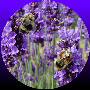 Ormus Minerals Magnesium Oil with Lavender Essential Oil Ormus Minerals Magnesium Oil with Lavender Essential Oil