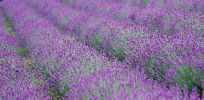 Ormus Minerals Magnesium Oil with Lavender Essential Oil2 Ormus Minerals Magnesium Oil with Lavender Essential Oil2